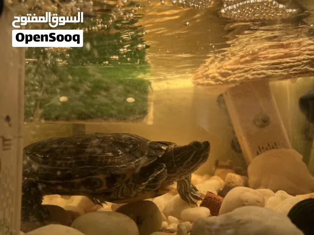 Red eared slider turtle