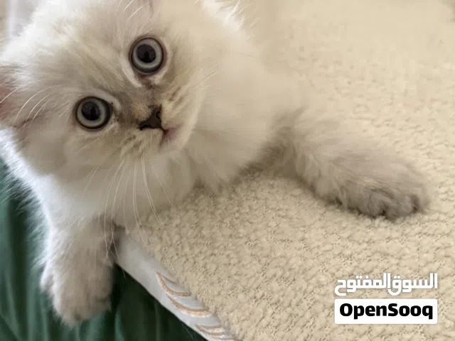 Cute kittens for sale Himalaya ragdoll