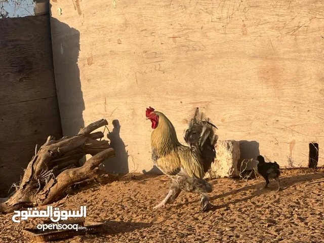 فروج مضروب علي البراهما