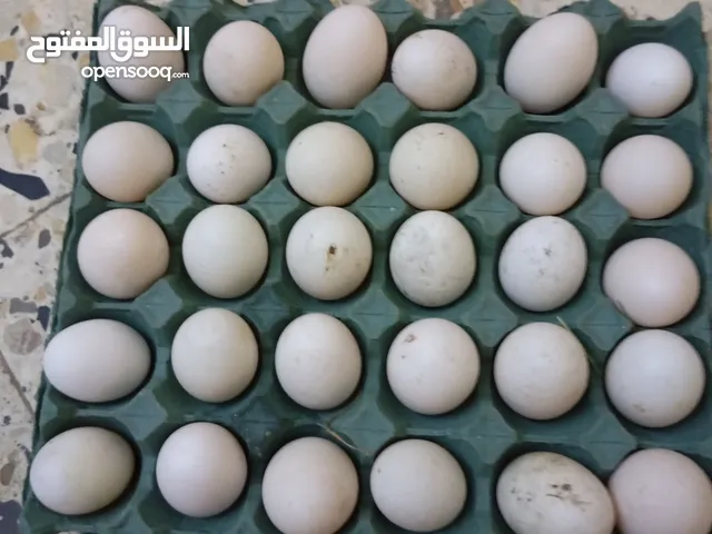 دجاج للبيع بيض بش عربي