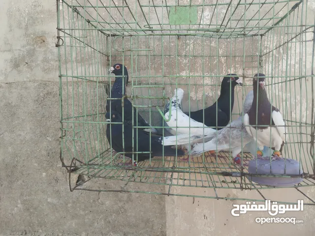 للبيع كوم 7 حمامات