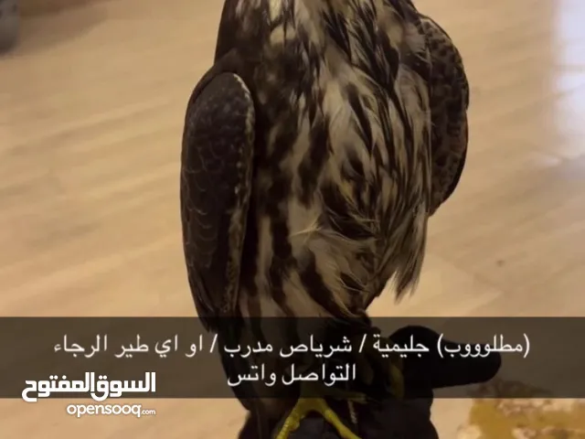 (مطلوووب) جليمية / شرياص مدرب / او اي طير الرجاء التواصل واتس