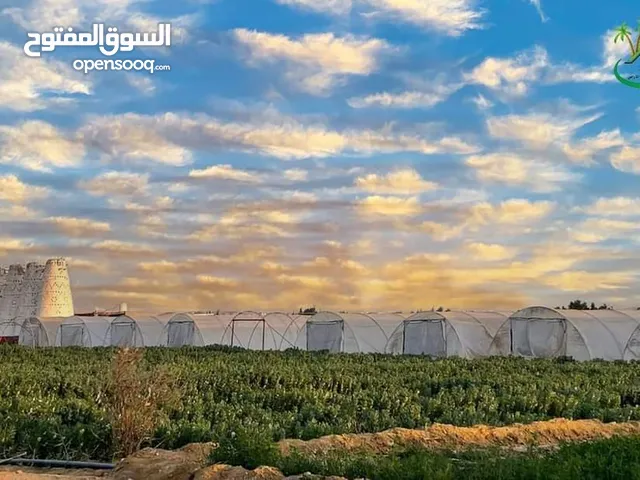 Farm Land for Sale in Giza Haram