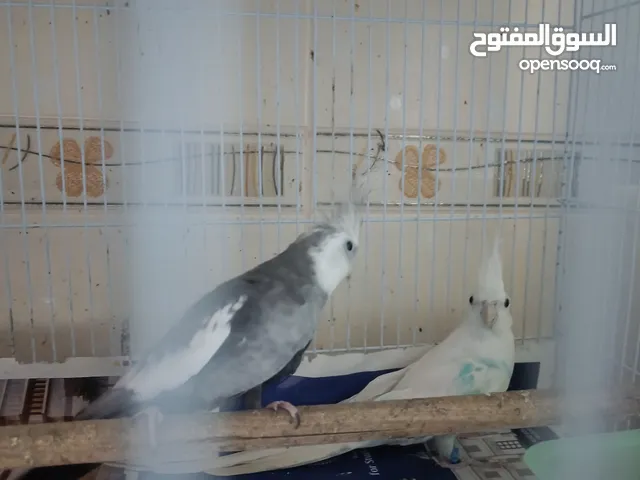 An urgent cocktail pair needs a new home