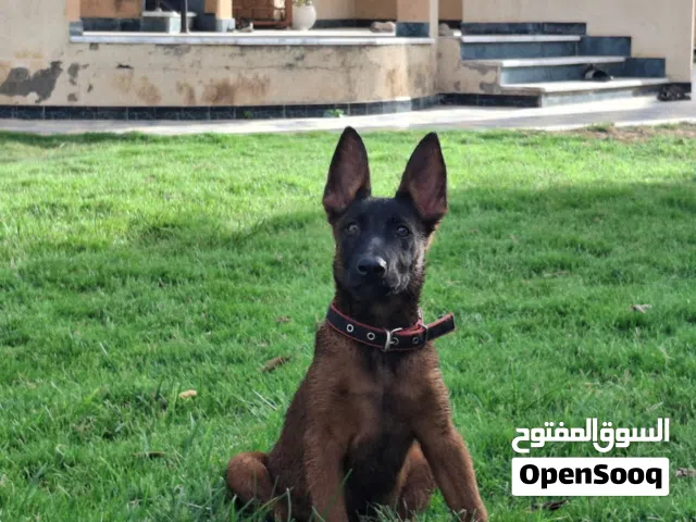 دكر ملينوا قريب يسكر تلاتة شهور حاجة ربي يبارك أوامر وشراسة مطعم كل تطعيماته المكان صياد الساحلي