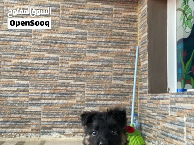 بيع جيرمن بلاك إنتان ورك لاين لوجن هير