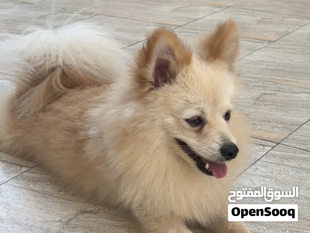 كلب بومارينيان ذكر المكان في عجمان سعر 1000