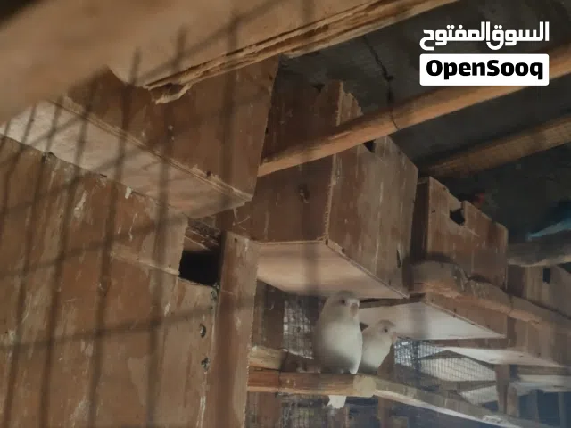 زوج فيشرات ابيض عيون حمراء مع البيض آباء