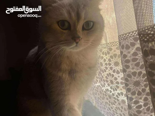 للتبني قط برتش شورت هير