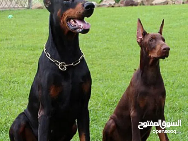 جراو دوبر مان للبيع مستوى عالي