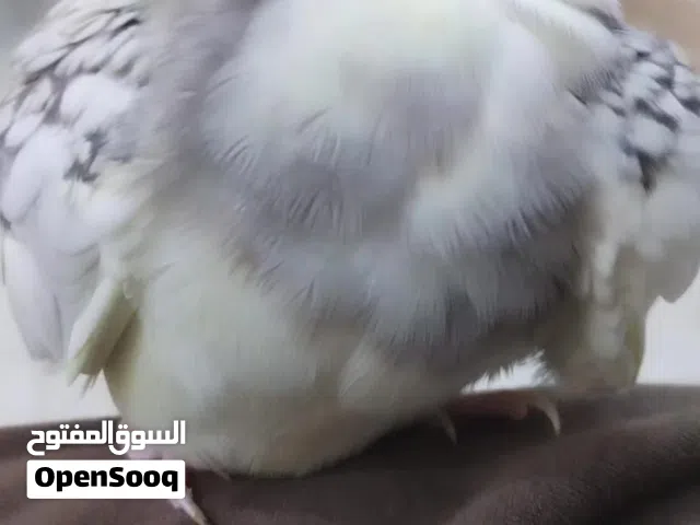 كوكتيل نثيه للبيع