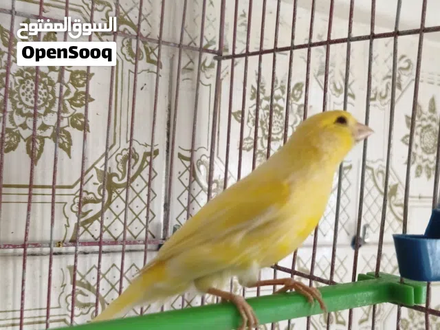 جوز كنار + مخلف جزري للبيع أو البدل
