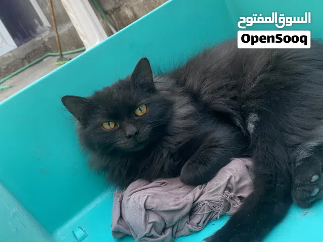 بزونه شيرازي جميله ونضيفه وسطاني