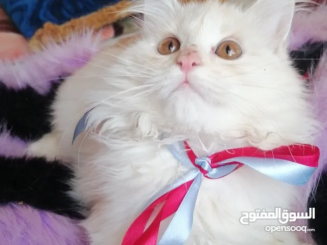 ذكر شيرازي اشقر بيج عمر 3 اشهر وايام