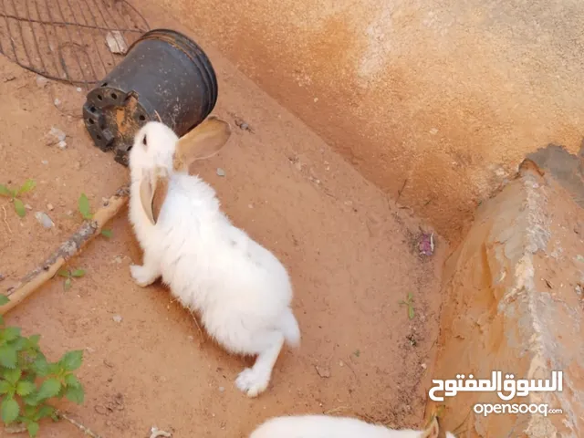 كبيات ملطيا وفراشة العمر سنة150دينار