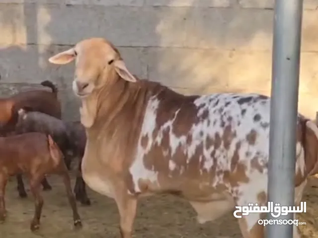 فحل بيرشن معرف ود بارود