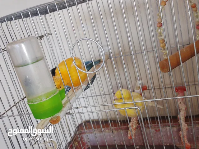 جوز كناري للبيع