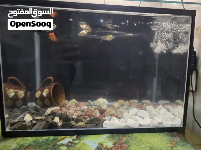 للبيع حوض اسماك قياس 40 مع الاسماك