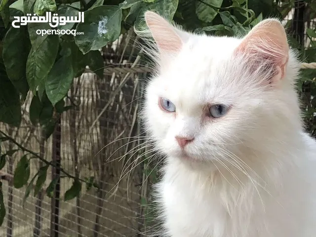 قطط شيرازي