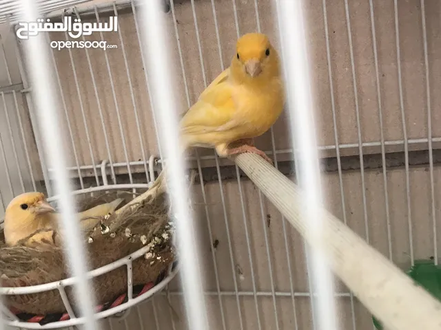 Breeding pairs of canary for sale in Alain