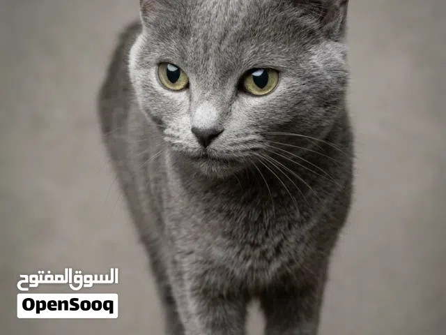 British cat female pure for 80kd