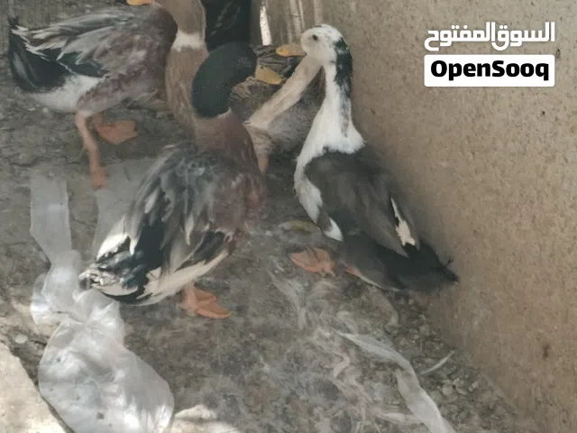 بط عماني للبيع