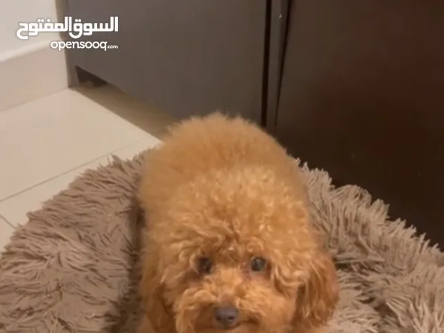 كلب توي بودل انثى