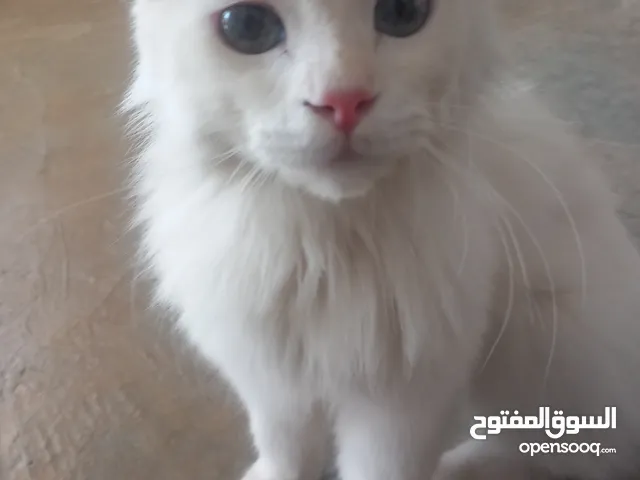 قطه جميله للبيع