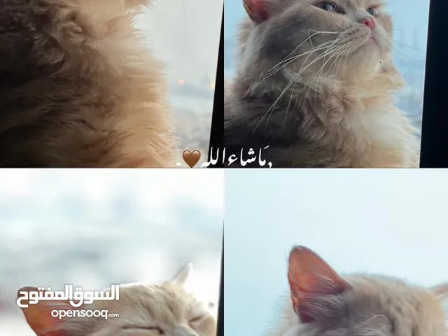 قطط شيرازي للبيع