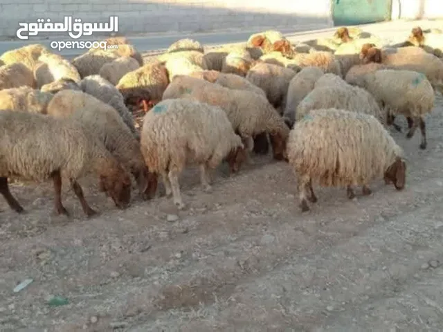 نبدأ بصلاة عل رسول الله  عرووووض   -عرووووض-عروووض  بمناسبة عيد الاضحى المبارك