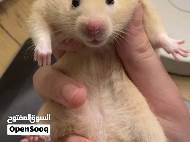 هامستر سوري كبير