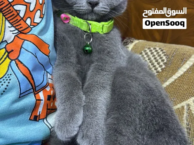 قط نوع سكوتش فولد للبيع عمرها 3 اشهر