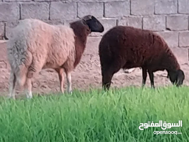 فطايم للبيع