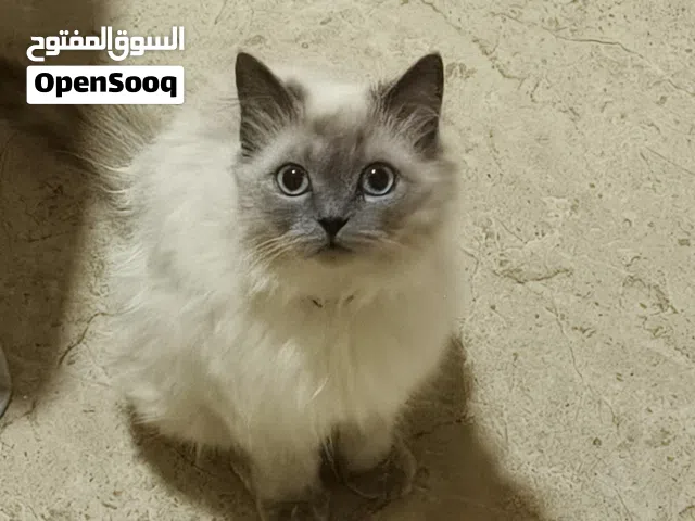 قطه هملايا انثى عمرها سنه تقريبا