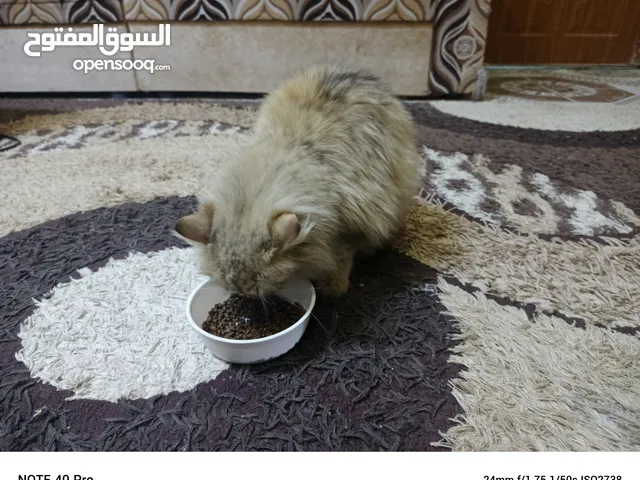 قطه شيرازي انثى للبيع