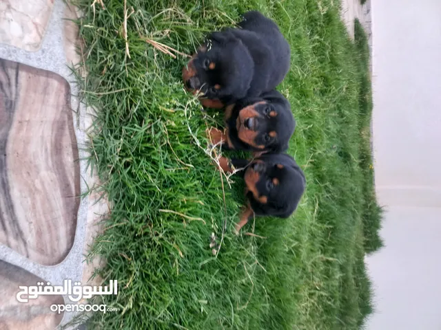 متاح جراء روت وايلر فصيلة لاقوة إلا بالله الأب والأم موجودات في المزرعة.