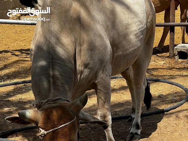 للبيع ثور الدار