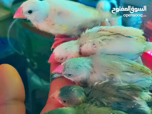 طيور جاوا الجاوا جوز شغالات مع 5 مخاليف الوان طفرات بتجنن