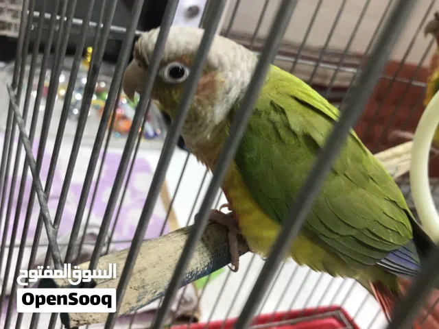 طيور كنيور عدد 2 للبيع.