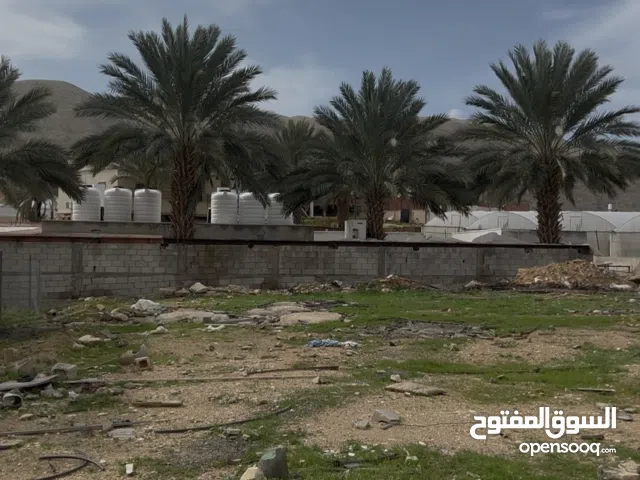 نصف دونوم أرض للبيع في اريحا النويعمة تبعد 200 متر عن تايجر لاند