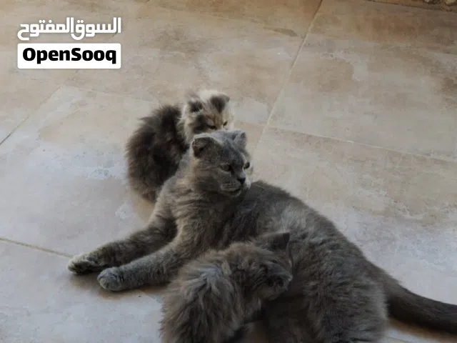 كتن سكتش فولد طفرات