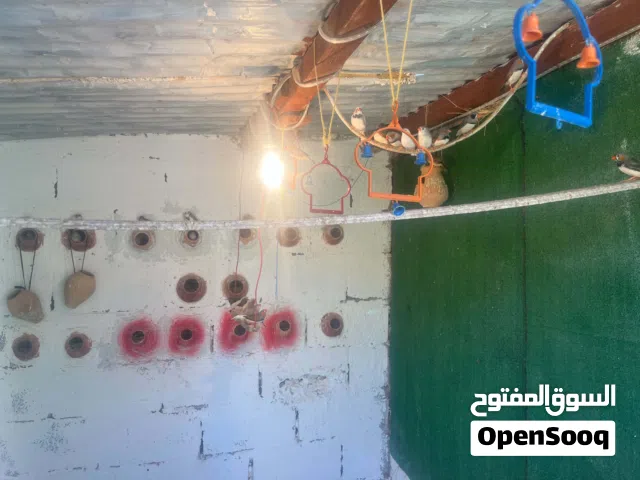 السلام عليكم عرض طيور زيبرا