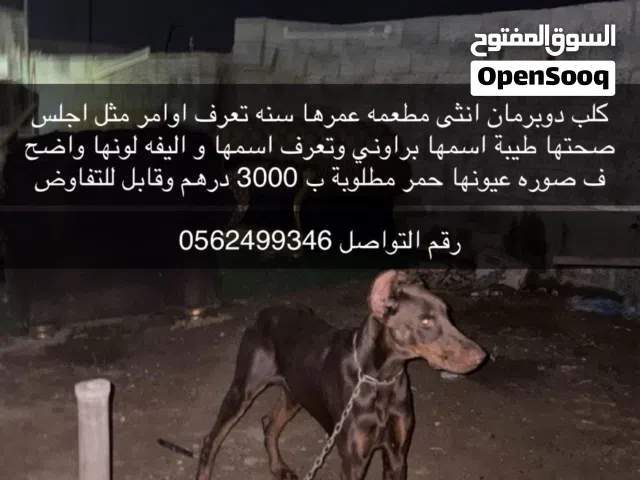 كلب دوبرمان انثى مطعمه