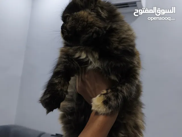 انثى بيرشن للتبني تابع الوصف
