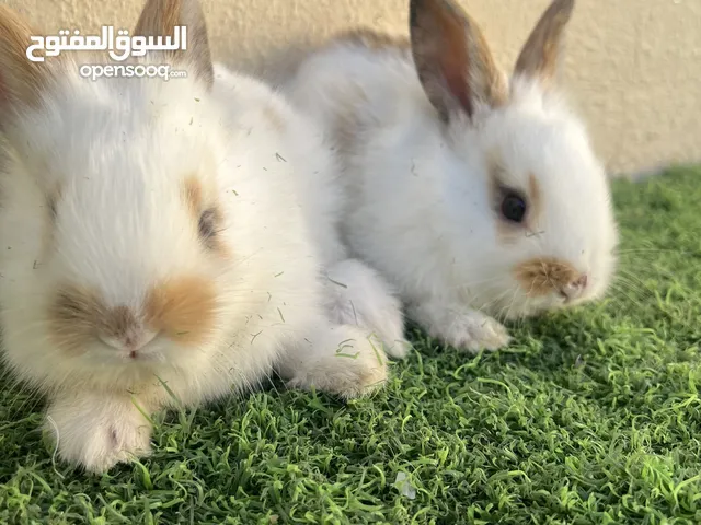 ارانب صغار للبيع كيوت