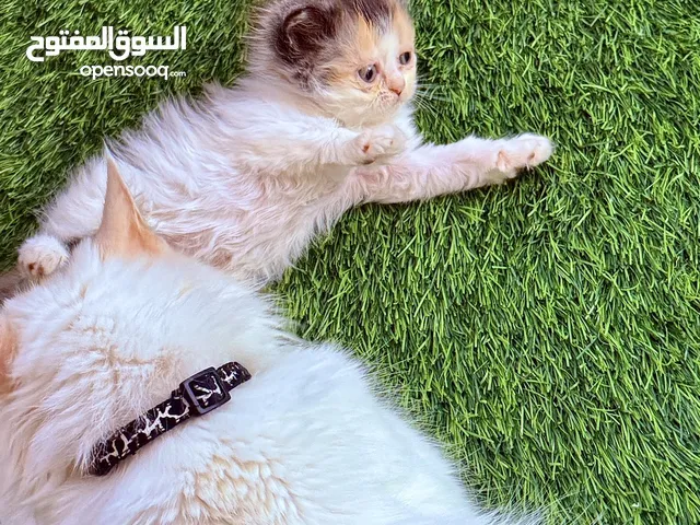 للبيع قطط شيرازية عمر شهرين