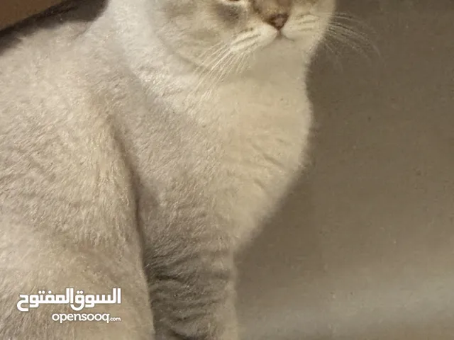 ذكر سكوتش لتزاوج