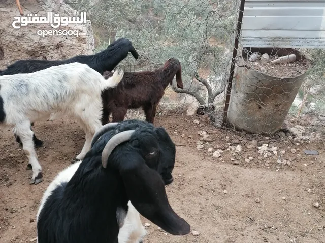 ماعز للبيع في السلط