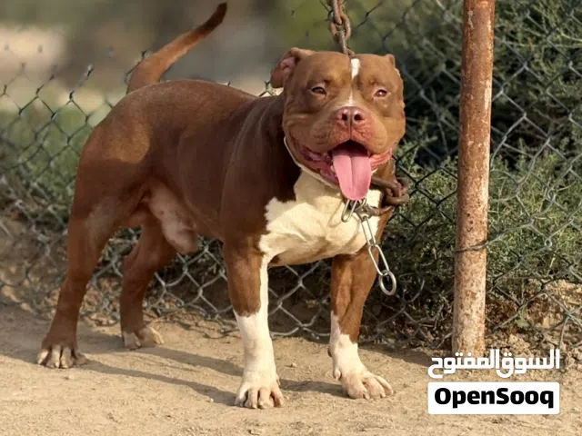 American bully