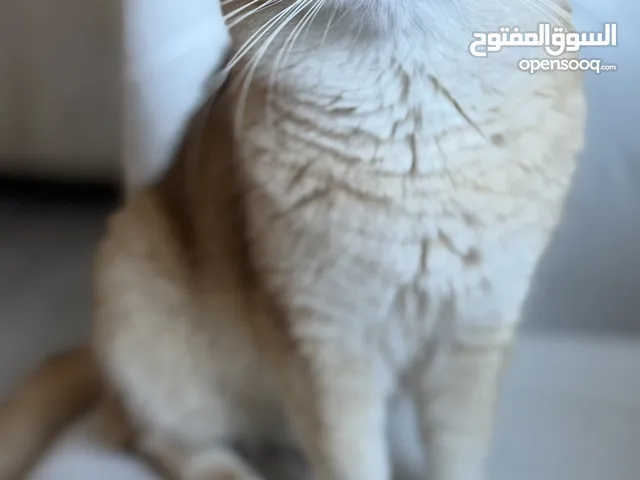 بريتش شورت هير